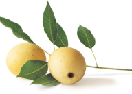 Marula fruit